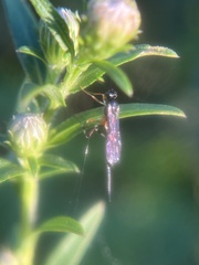 Pimpla