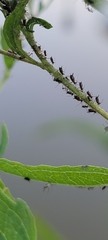 Macrosiphini
