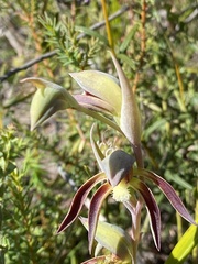 Lyperanthus serratus