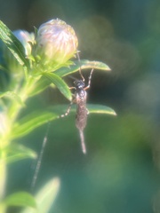 Pimpla