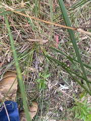 Dianella longifolia