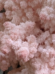 Hericium