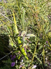 Lyperanthus serratus