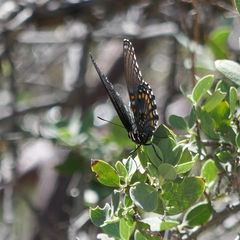 Limenitis arthemis arizonensis