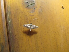 Desmia funeralis