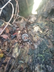 Ommatoiulus moreleti