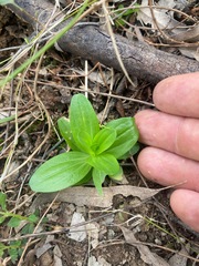 Zinnia elegans