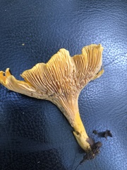 Cantharellus