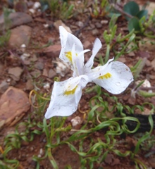 Moraea serpentina