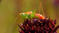 Odontoxiphidium apterum