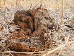 Pisolithus tinctorius