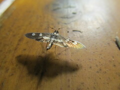 Desmia funeralis