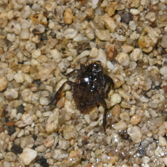 Abedus