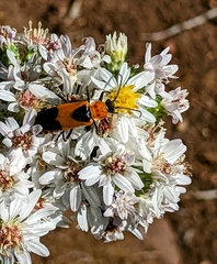 Chauliognathus basalis