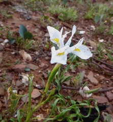 Moraea serpentina