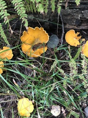 Cantharellus