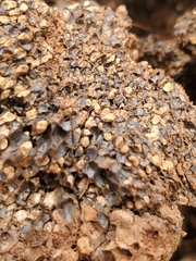 Pisolithus tinctorius