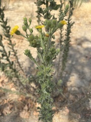 Heterotheca grandiflora