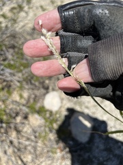 Digitaria californica