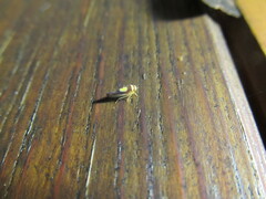 Colladonus clitellarius