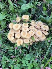 Desarmillaria caespitosa