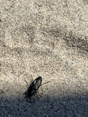 Melanophila consputa