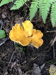 Cantharellus