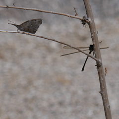 Lestidae