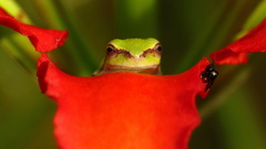 Hyla femoralis