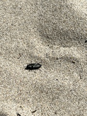 Melanophila consputa