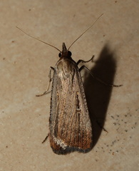 Tathorhynchus fallax