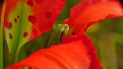 Hyla femoralis