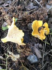 Cantharellus