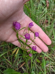 Polygala sanguinea