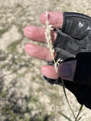 Digitaria californica