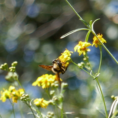 Bombus sonorus