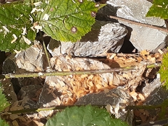 Lycosidae