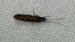 Polycentropodidae