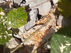 Lycosidae