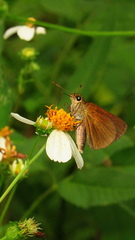 Euphyes dukesi calhouni