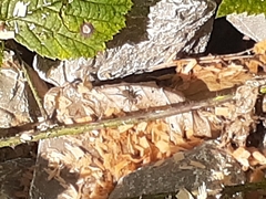 Lycosidae
