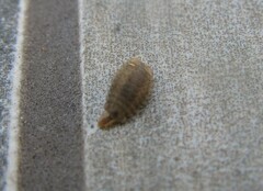 Epistrophella emarginata