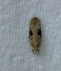 Agonopterix