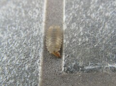Epistrophella emarginata