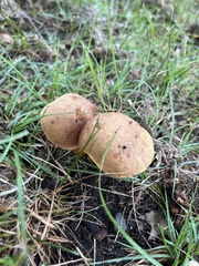 Aureoboletus innixus