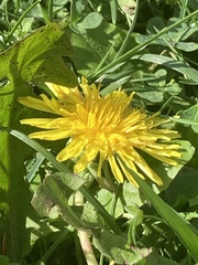Taraxacum