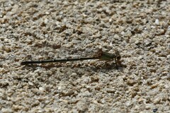 Argia apicalis