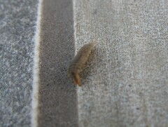 Epistrophella emarginata