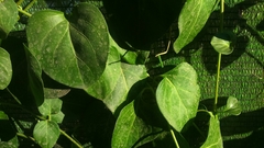 Vinca major