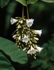 Utania cuspidata